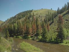 Tote Bäume entlang der Route des California Zephyrs in Colorado