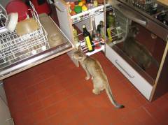 Katze Eva Aeppli in der Küche
