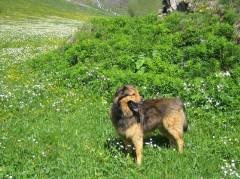 Hund Gino in Mürren