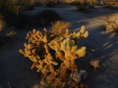 Cholla-Kaktus im Anza Borrego Desert State Park