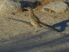 Ein «Roadrunner» im Anza Borrego Desert State Park