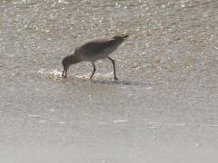 Strandläufer oder ähnlicher Vogel