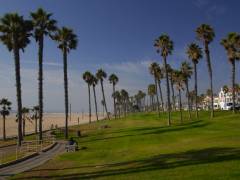 Huntington Beach, Blick über die Palmen auf dem Rasenstreifen
