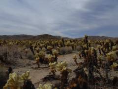 Cholla-Park im Joshua Tree Nationalpark