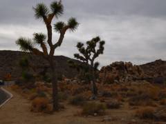 Ein Joshua Tree im Joshua Tree Nationalpark