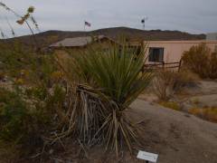 Yucca mit dem Visitor Center