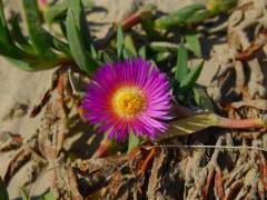 Blüte am Sandstrand in Grover Beach