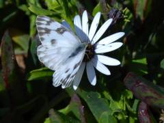 Schmetterling auf Blüte am Strand beim Kon Tiki Inn