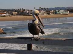 Pelikan auf dem Pier von Pismo Beach