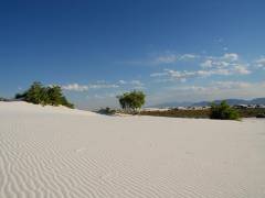 Grüne Bäume und Büsche in den Gipsdünen des White Sands National Monuments