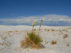 Soaptree Yucca