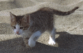 Minibild Kätzchen am Strand