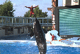 Minibild Orca